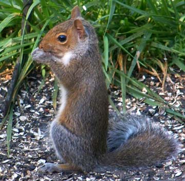 Grey Squirrel