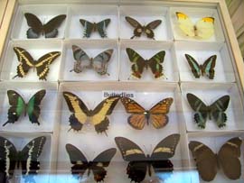 Butterflies at Insectropolis in Toms River, NJ