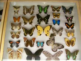 Butterfly collection at Insectropolis