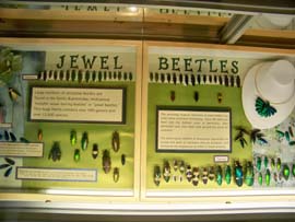 Jewel Beetles