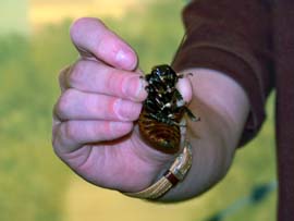 madascar Hissing Cockroach