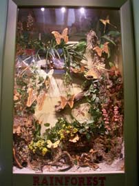 Rainforest Diorama