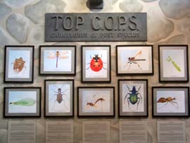 Top Cops of the Insect World