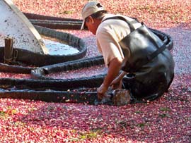 cranberry harvest