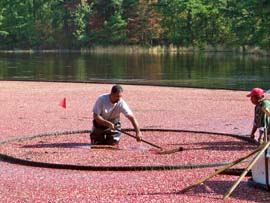 cranberry harvest