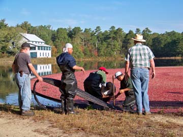 cranberry harvest