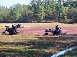 Picking the bogs