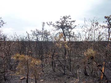 A May 2007 forest fire destroyed over 18,000 acres, but there were no injuries thanks to the expertise of local and state firefighters
