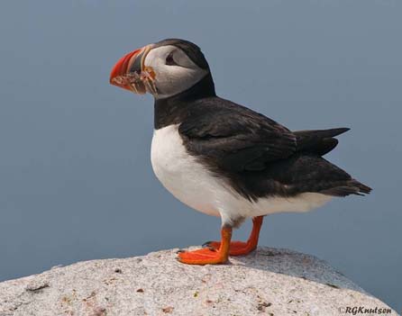 Atlantic Puffin 