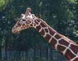 Cape May County Park and Zoo is a wonderful place for everyone - a must-see!
