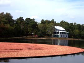 The old cranberry packing house at Double Trouble State Park in Bayville, NJ provides a scenic backdrop for the October cranberry harvest.