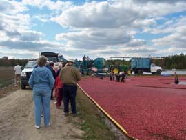 PineyPower Tour Group at Cranberry bogs 