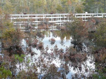 What was once a bog is now a pond with the water level at or above the walkway provided by DEP. Photo courtesy of Ralph Knutsen.